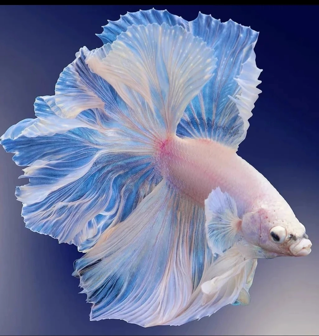 A6（121-144）泰国斗鱼活体精品观赏鱼活体（直播间选鱼）