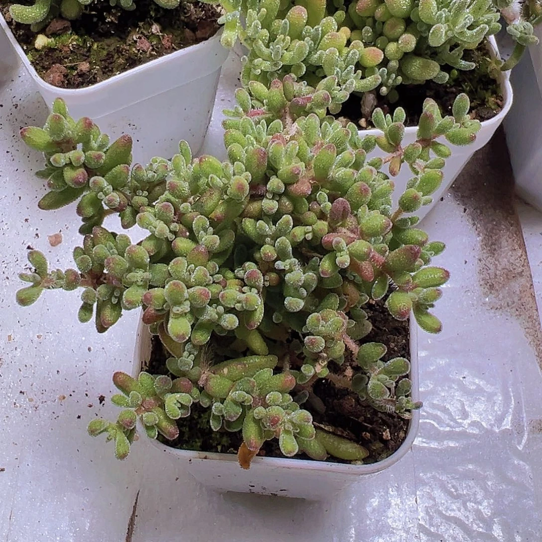 大红宝石枝干19包邮