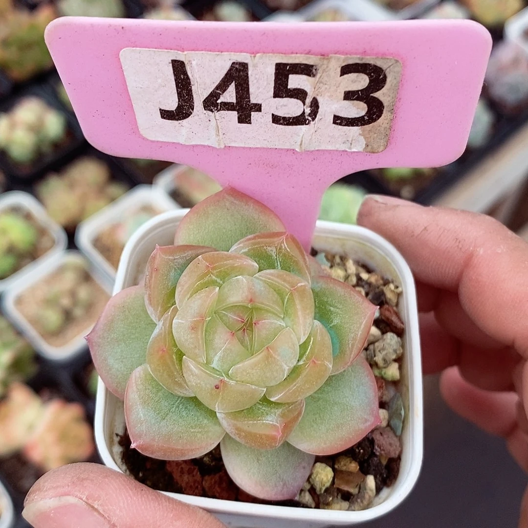冰川珍妮4-5cm多肉植物