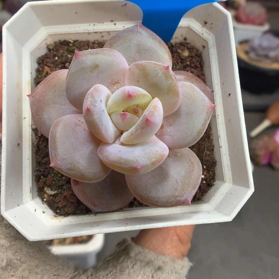 84凤橙多肉植物一个