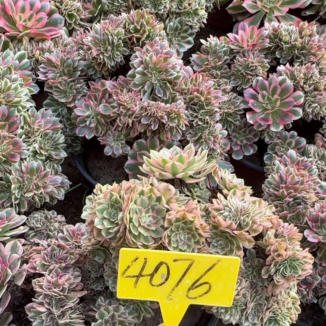莉***莉4076---有说有伤多头