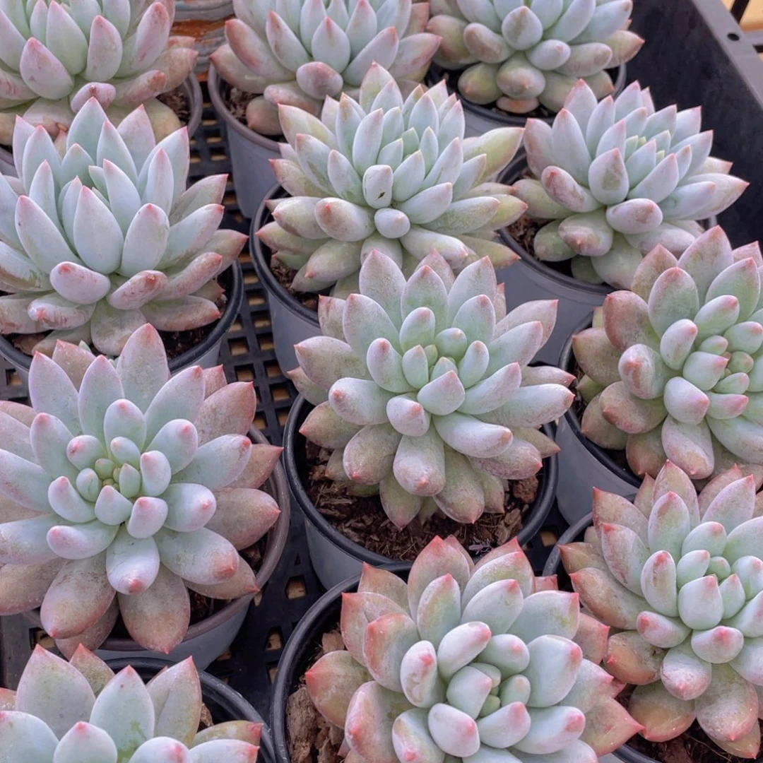 量拍22号 所罗门大单头一个