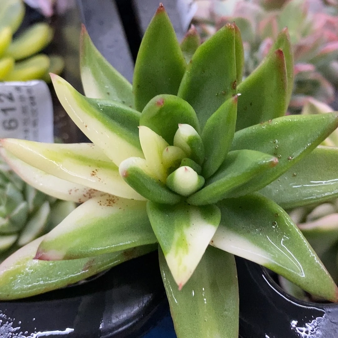 795口红拉丝锦无根多肉植物哇啦塞