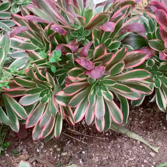 多肉植物凤冠860