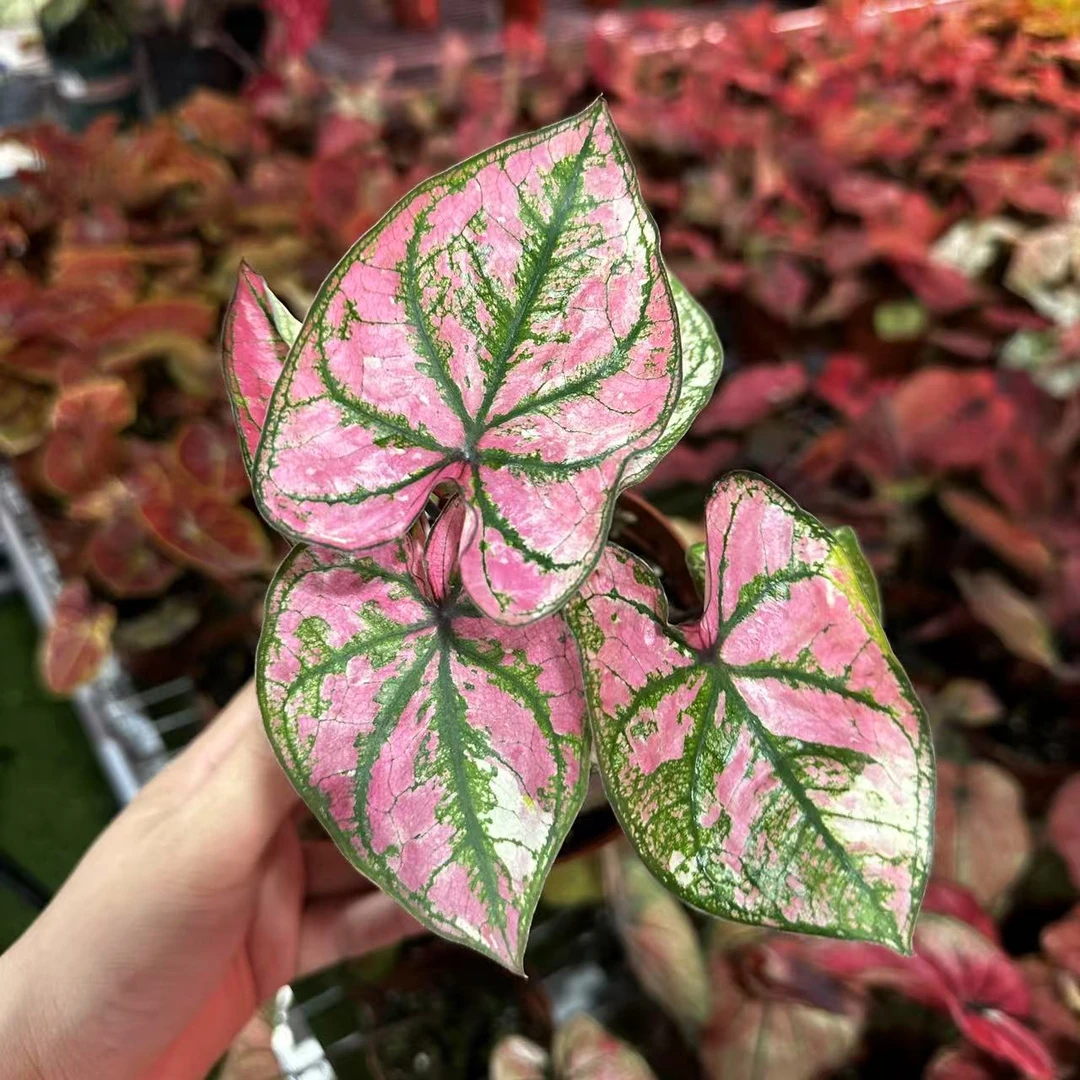 【小颗彩叶芋】彩叶芋锦化进口超大球根室内桌面阳台好养热植