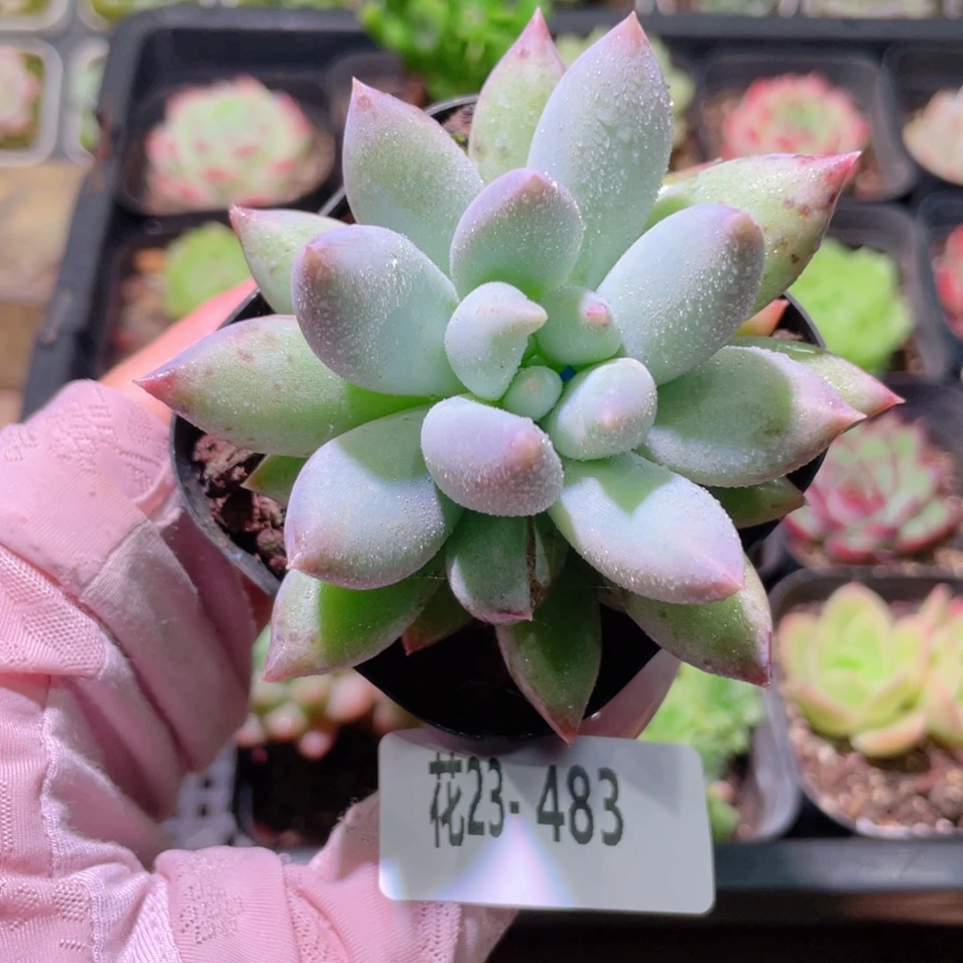 花利美23-483奶瓶