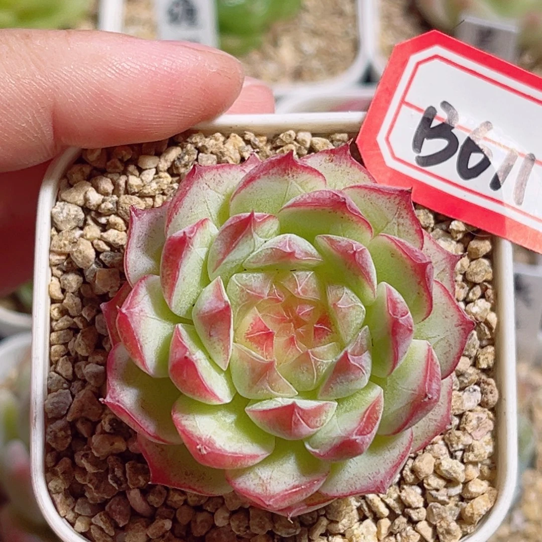 B611 一物一拍 无名珍妮