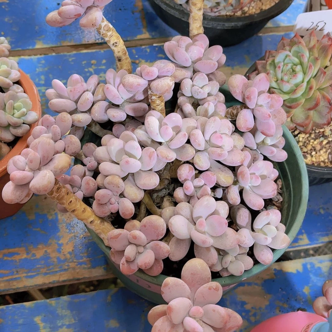 訸*多肉植物保护研究所