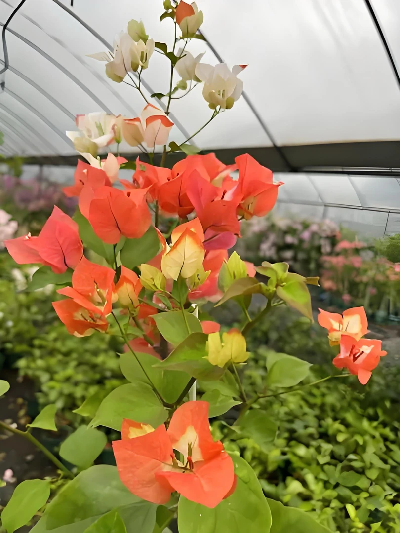 橙口红三角梅基地