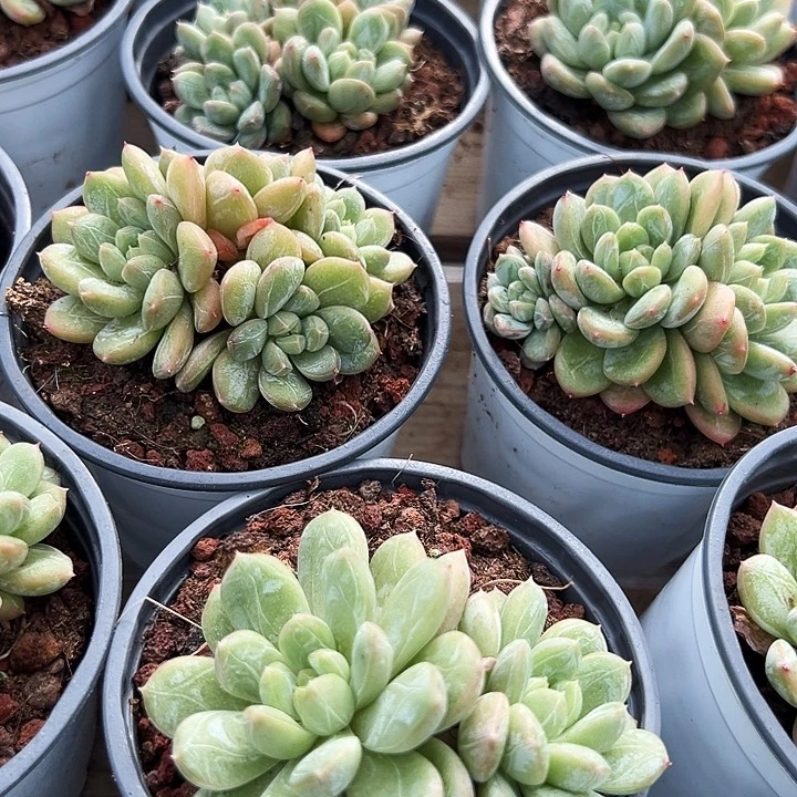 多头  百搭翡翠   福利