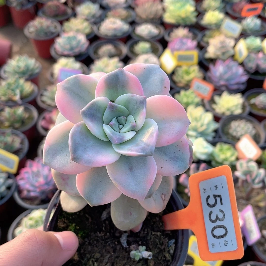 紫乐锦530号多肉植物