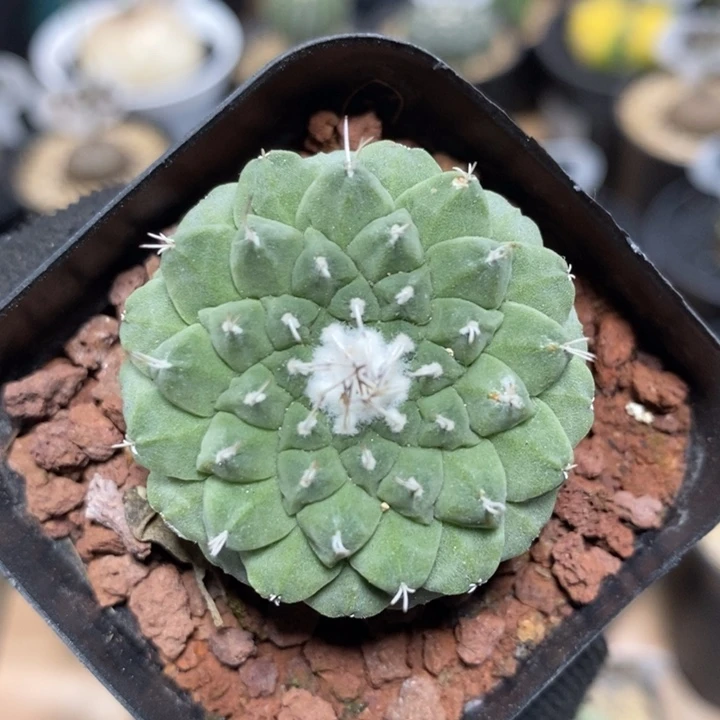 实生菊水461号3.6cm