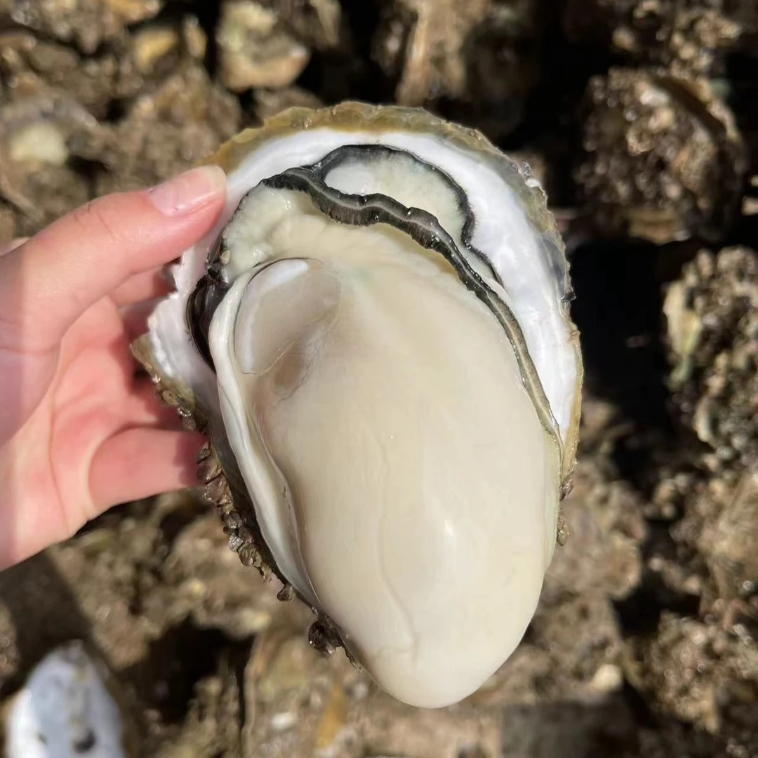 【中大】台山白蚝原壳（带壳的）【到手50个】