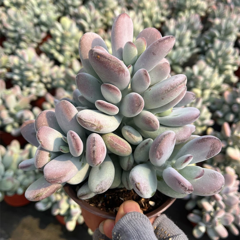 乒乓福娘 大颗群生多头老桩多肉植物 室内阳台新手好养盆栽绿植