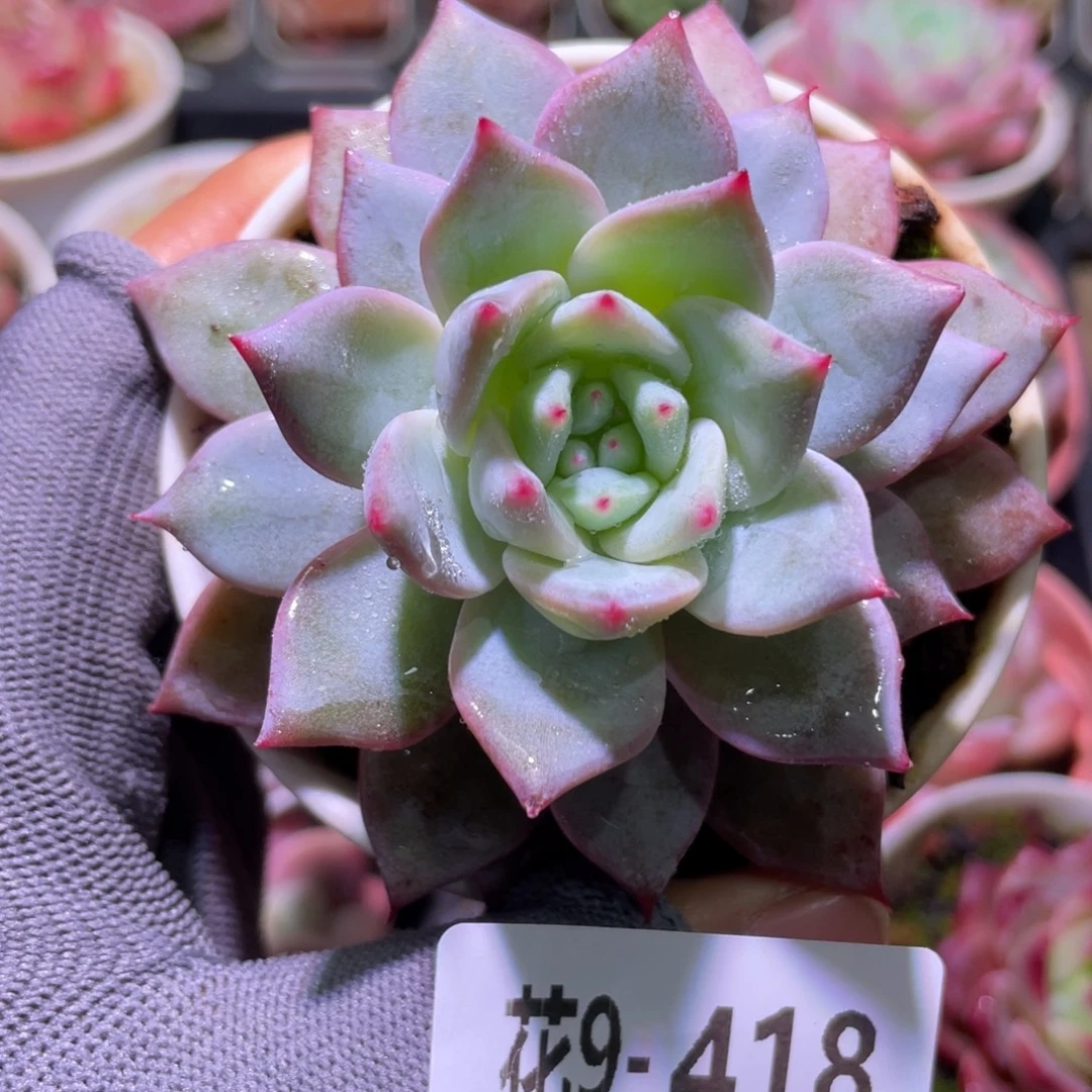 花利美9-418粉蓝鸟