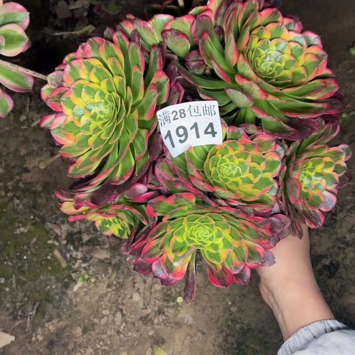 1914朝霞多肉植物