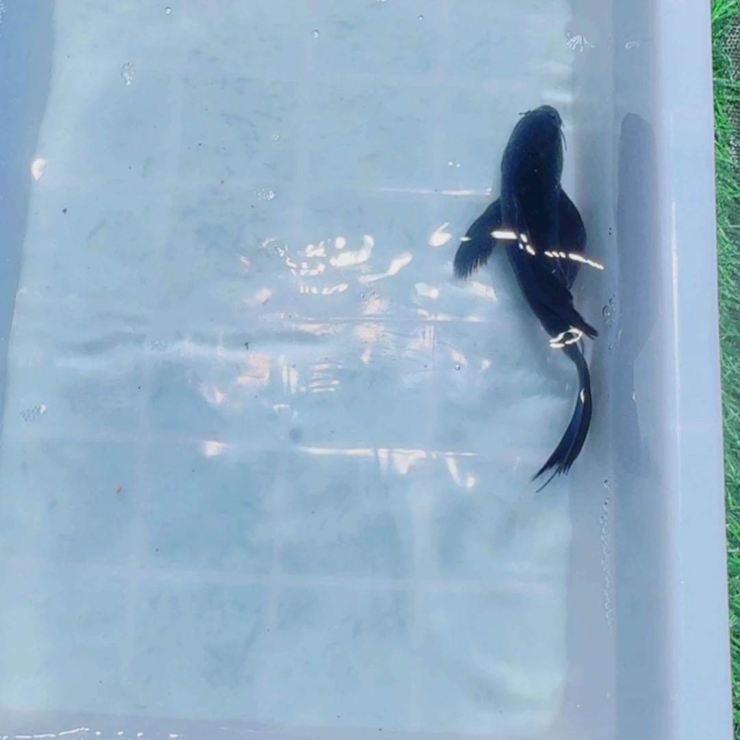 锦鲤血统锦鲤大放漏666