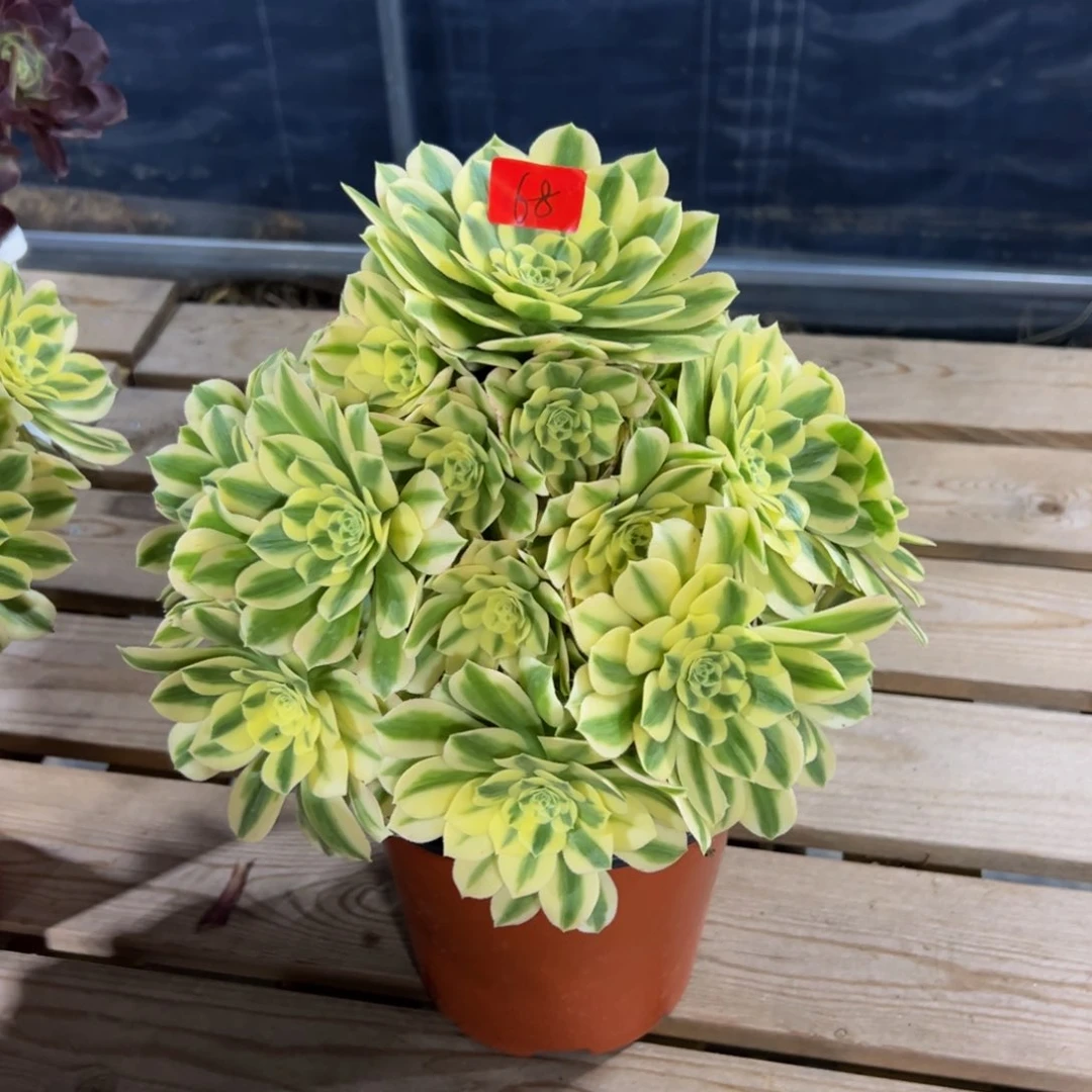 小*屋68炖肉植物发货迈巴赫