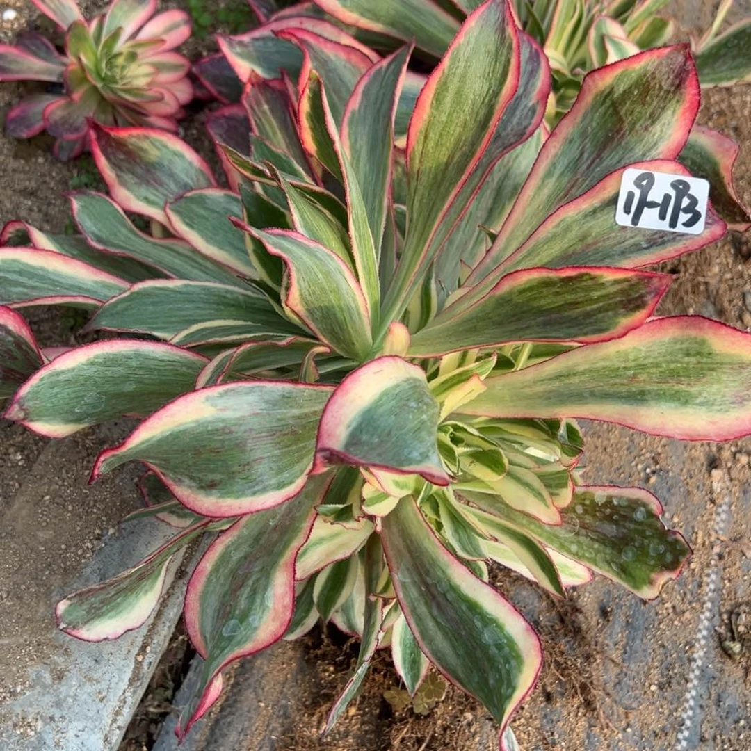 193魅影多肉多肉植物