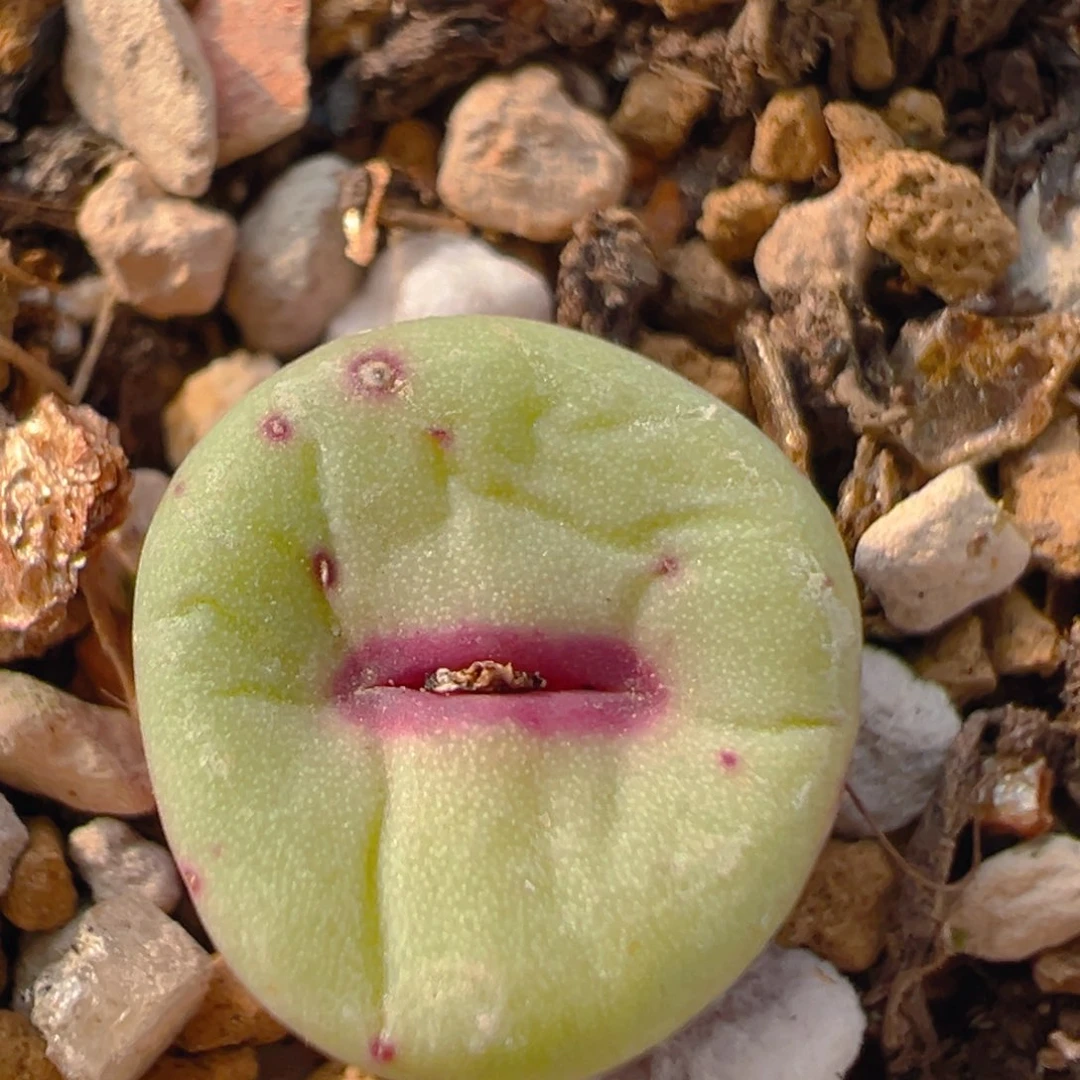 161多肉植物百科知识