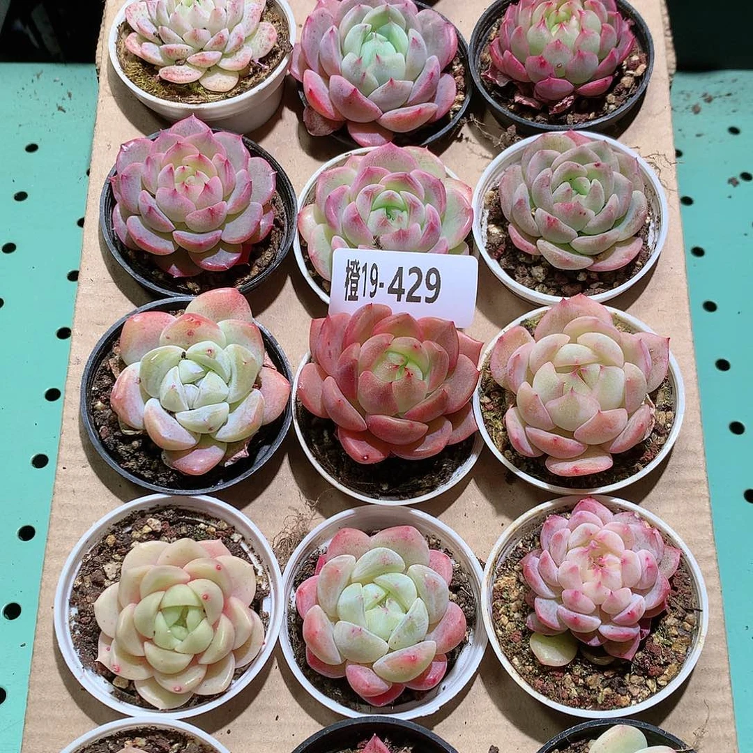 19-429一物一拍带盆18颗