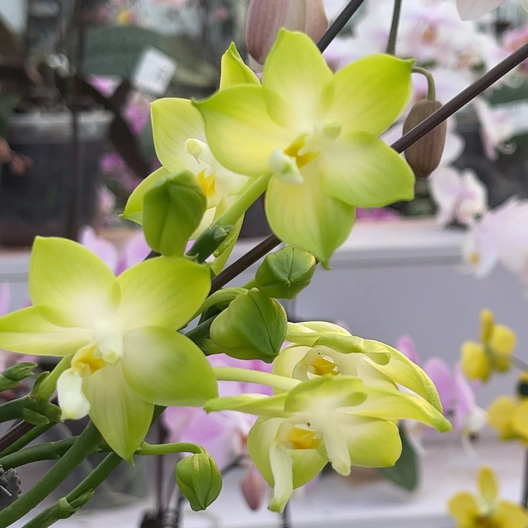 少量花朵（建议范围：2朵-5朵 或40%以下）编号976雅风长青