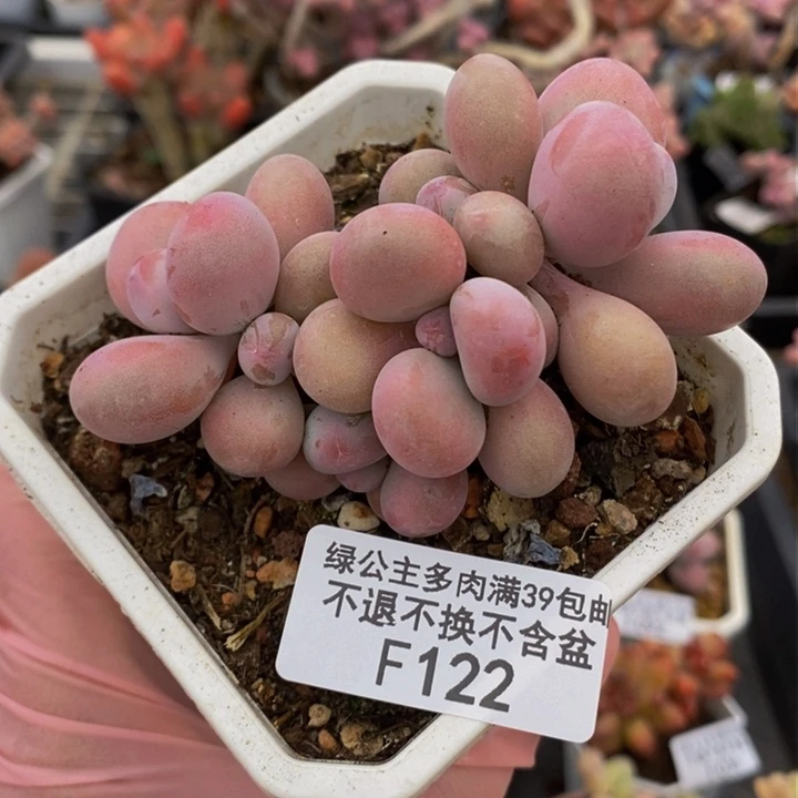 腰子桃蛋7cm122多肉植物