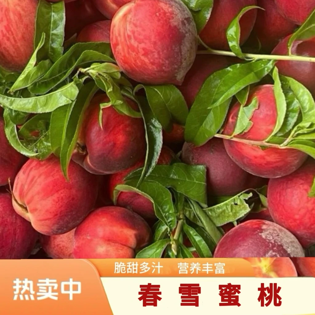 春雪蜜桃新鲜水果脆桃脆甜多汁现摘现发时令水果优质农产品水蜜桃