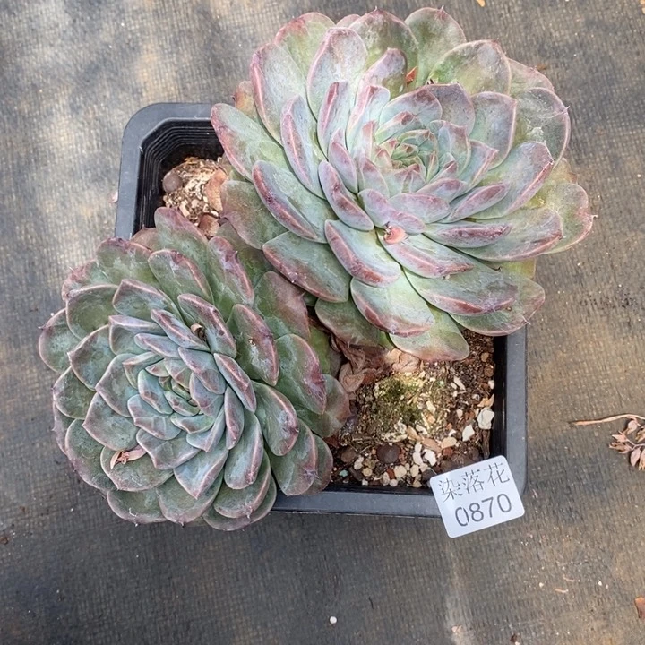 倾***8精品多肉植物0870