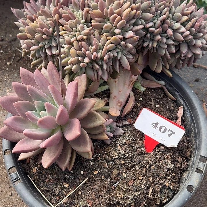 桃花源缀化407多肉植物