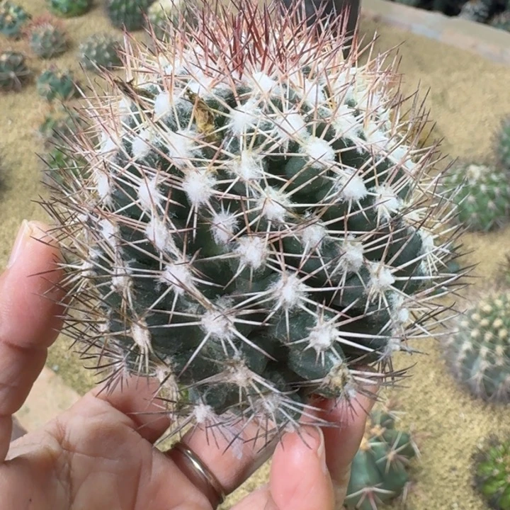 仙人球，雪花丸，有根