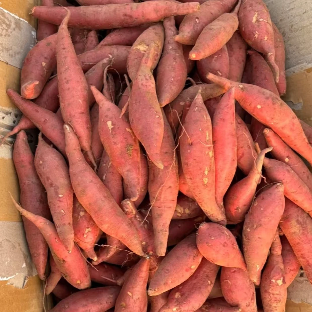 正宗农家自种新鲜现挖西瓜小红薯