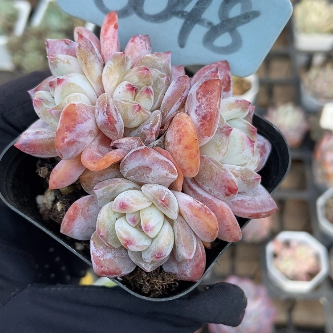 6048韩橙多肉植物多肉