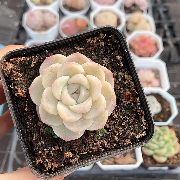 一物一拍满十包邮 72