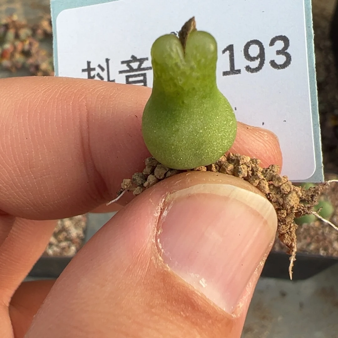 叶***宝14-193肉锥多肉植物大战