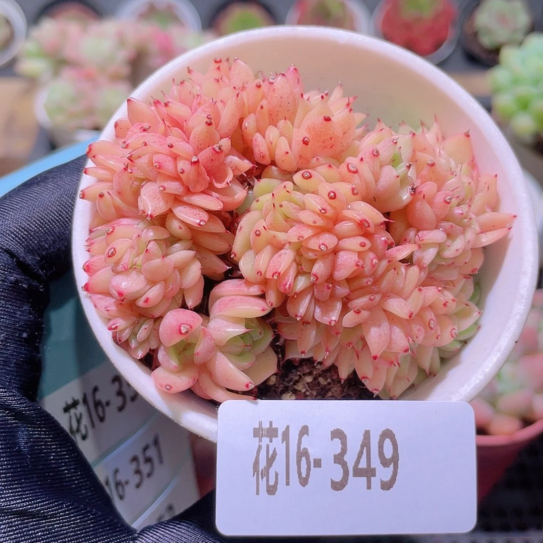 花利美16-349新品缀化