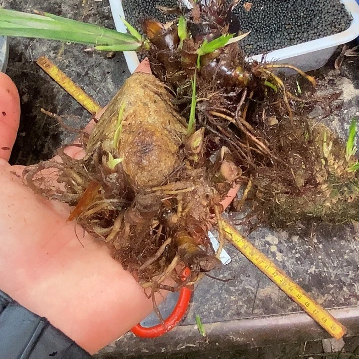 用***8无花朵石菖蒲不去我