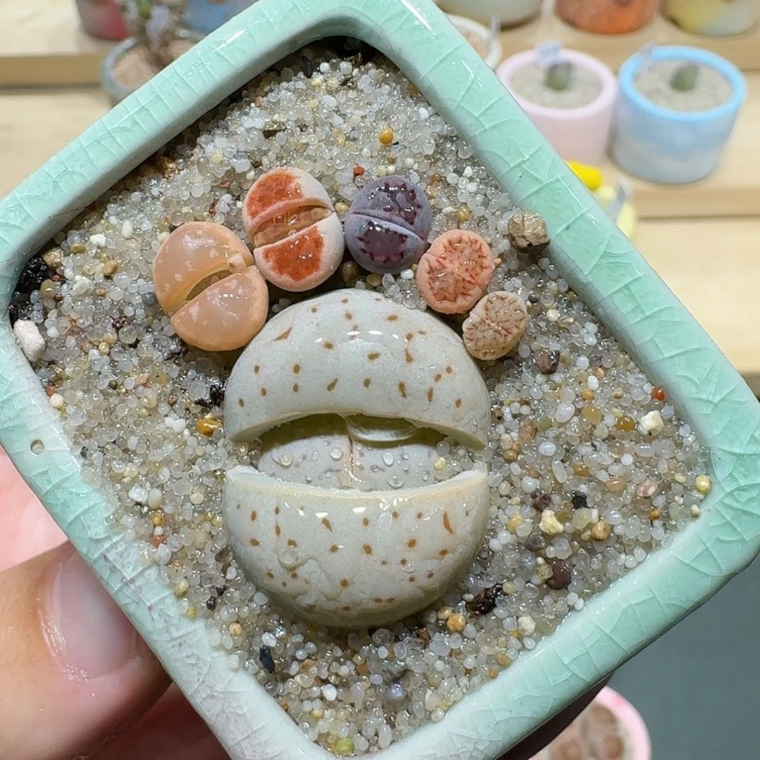 红陶蘑菇203彩拼