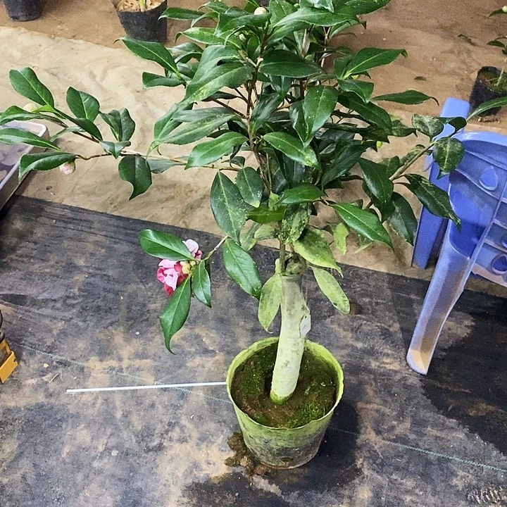 复色紫螺旋。3刀。