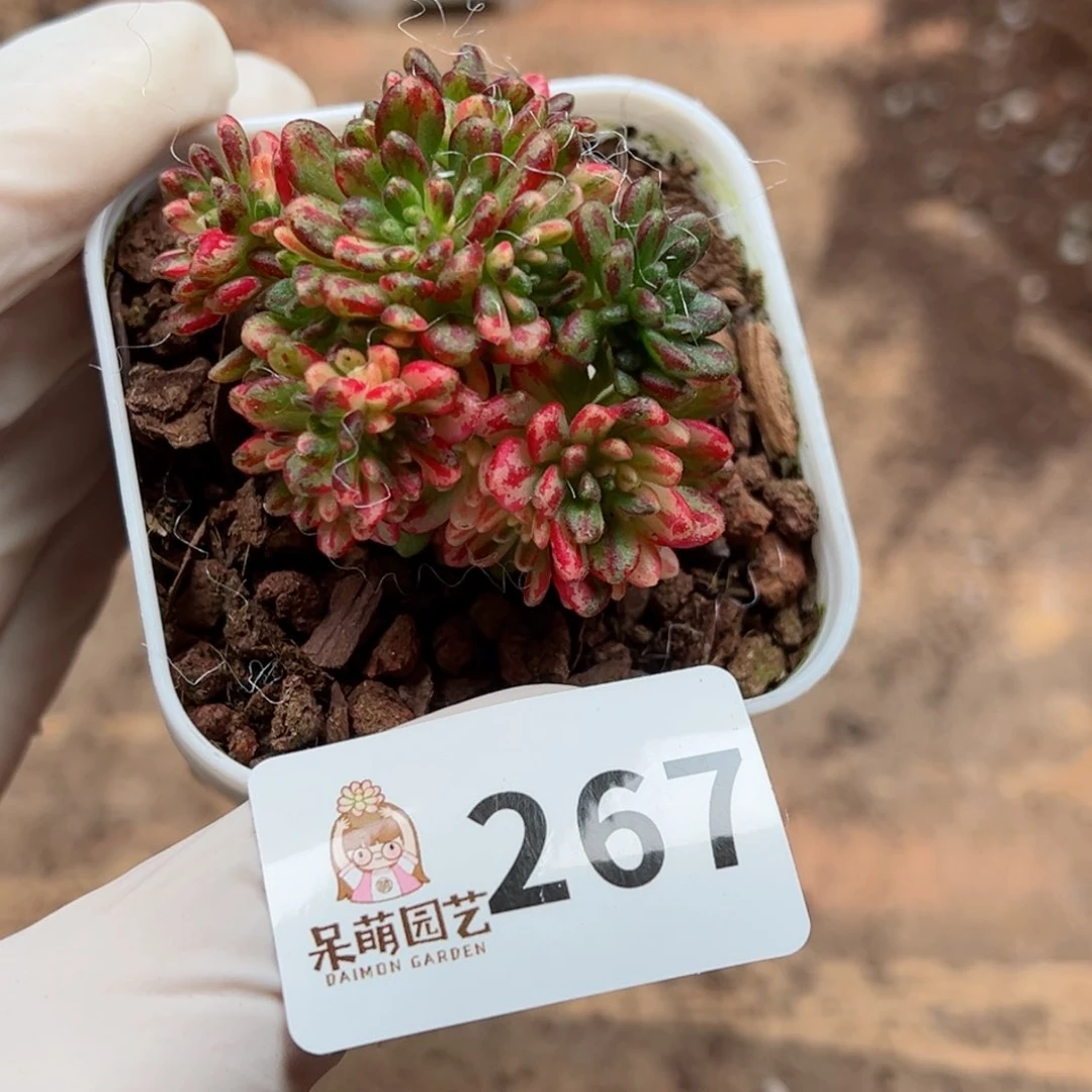 大*子多肉植物多肉植物