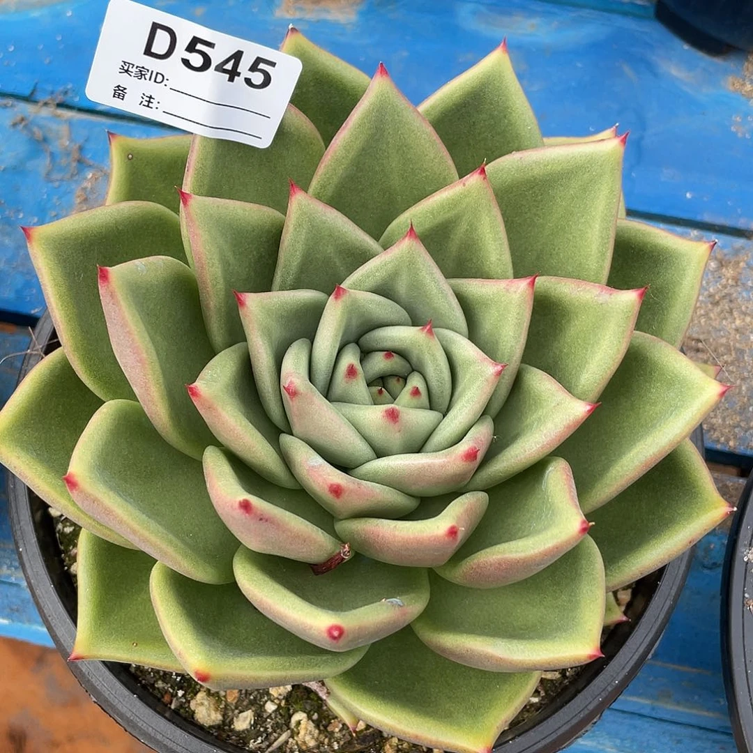 若如东云单拍D545