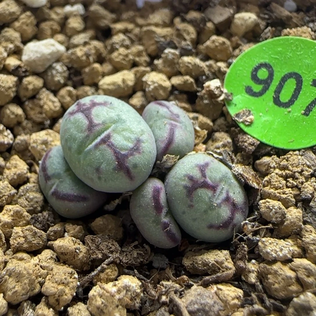 cr1527超猴群多肉907