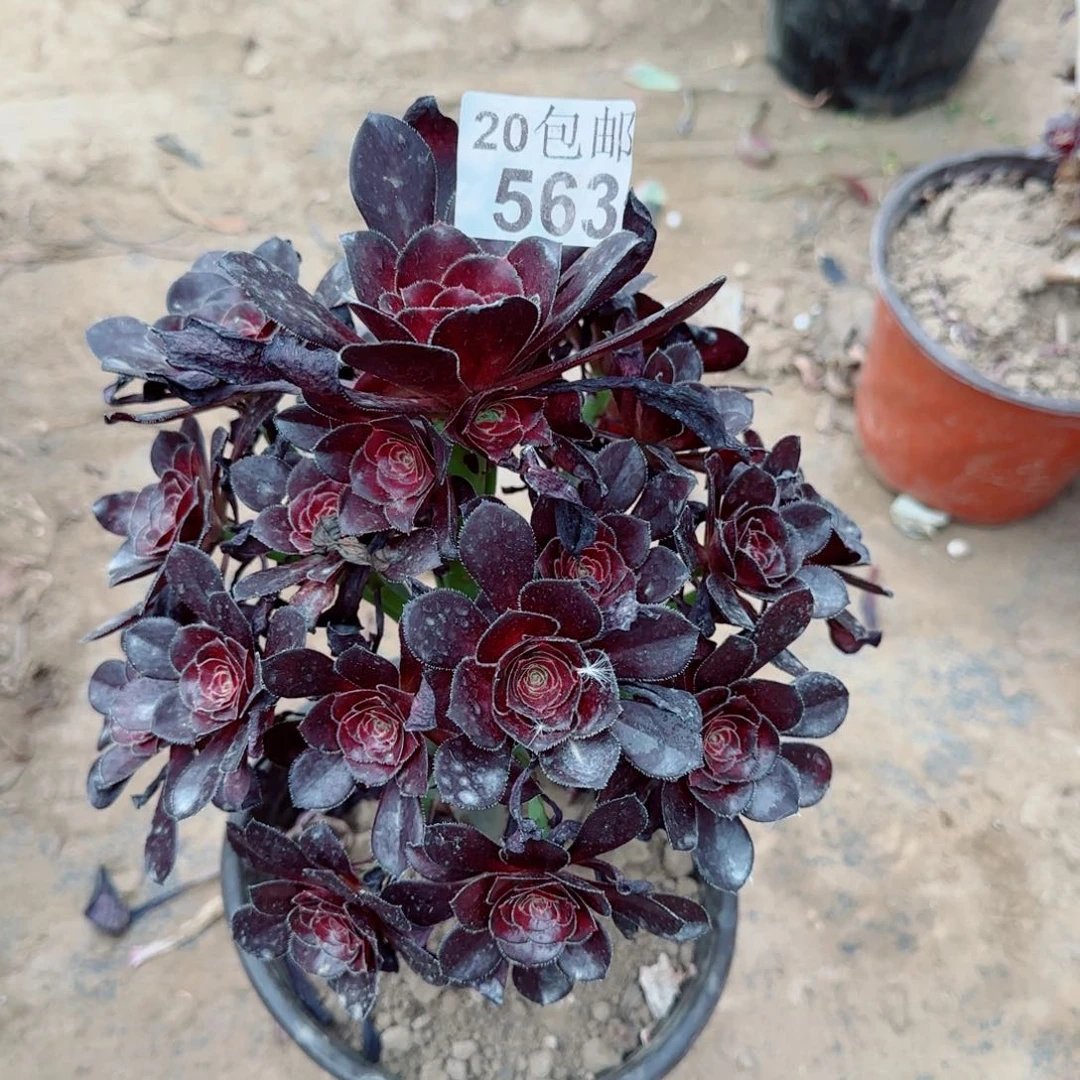 黑圆叶563满20包邮断枝不包