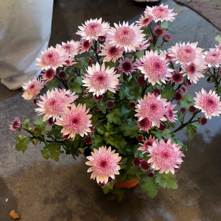 原盆原土｜荷兰菊草莓心