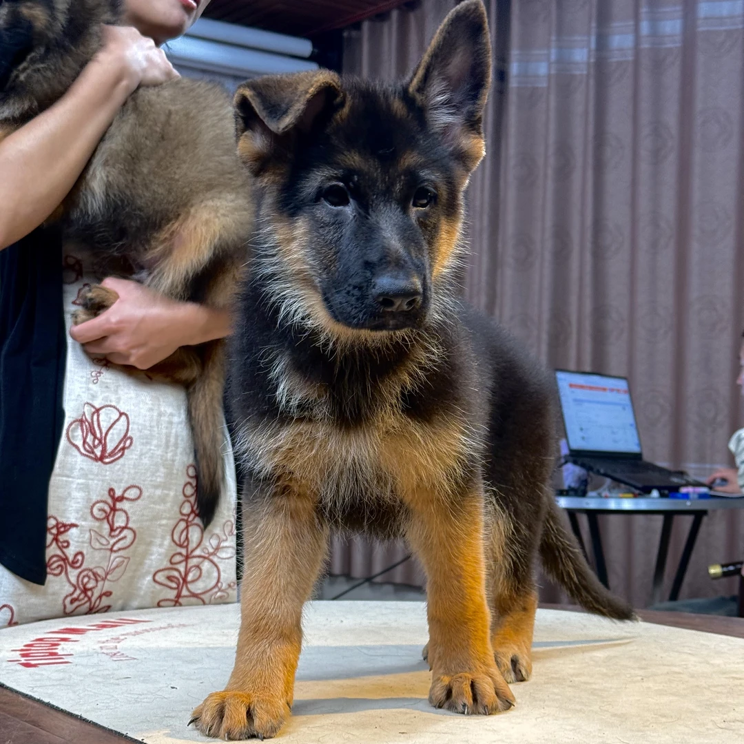 【侯哥德牧】西德牧羊犬乌蓝&乌尔坎女儿幼犬母 乔丹
