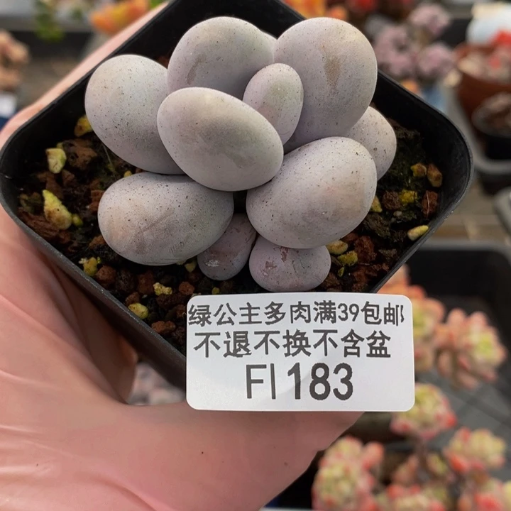 芭比奶洛5cm183多肉植物