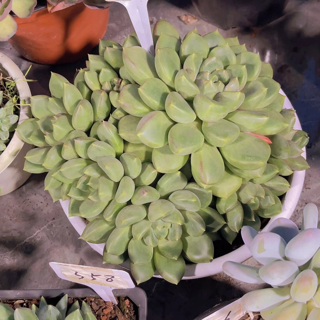 緣****00000000000000350