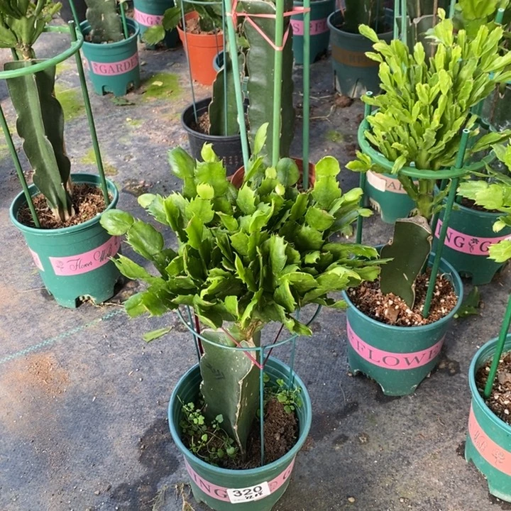 当前无花栽培后可以开花320嫁接2277
