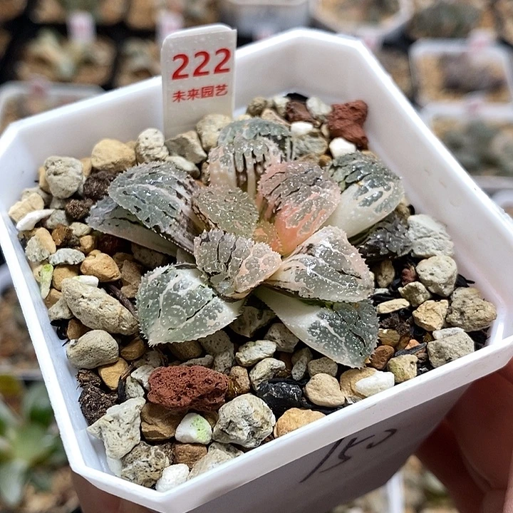 222具味城寿锦一物一拍