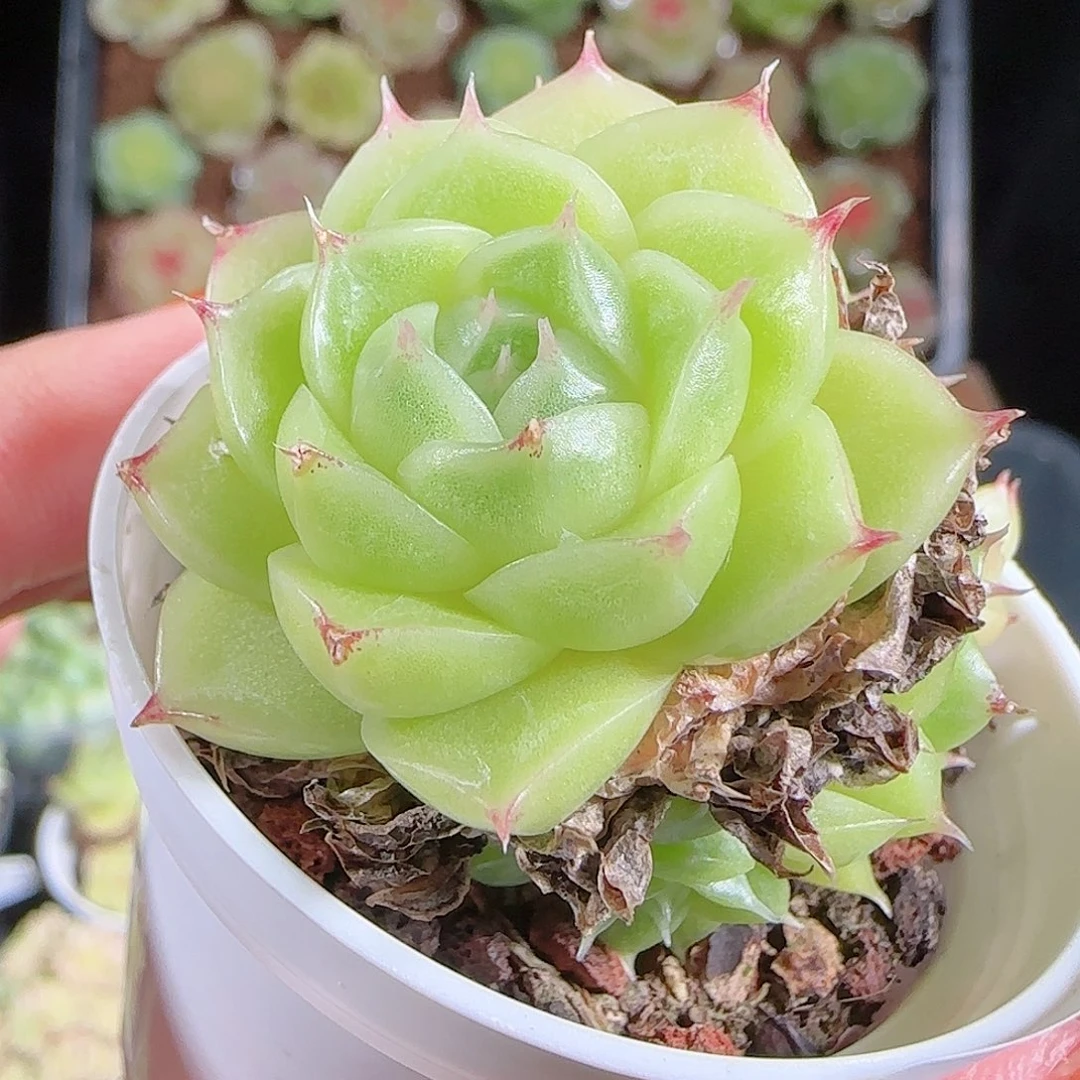 1016—107麦秆优选不包整